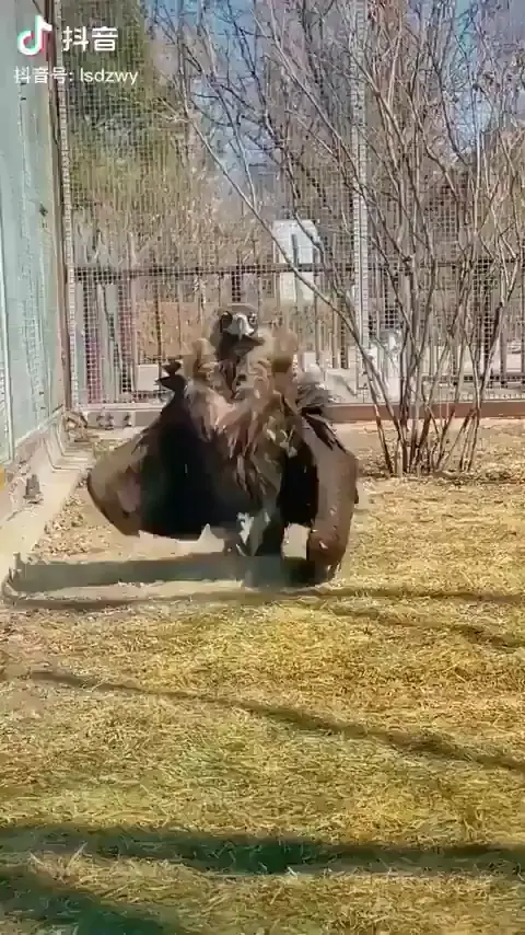 Vulture