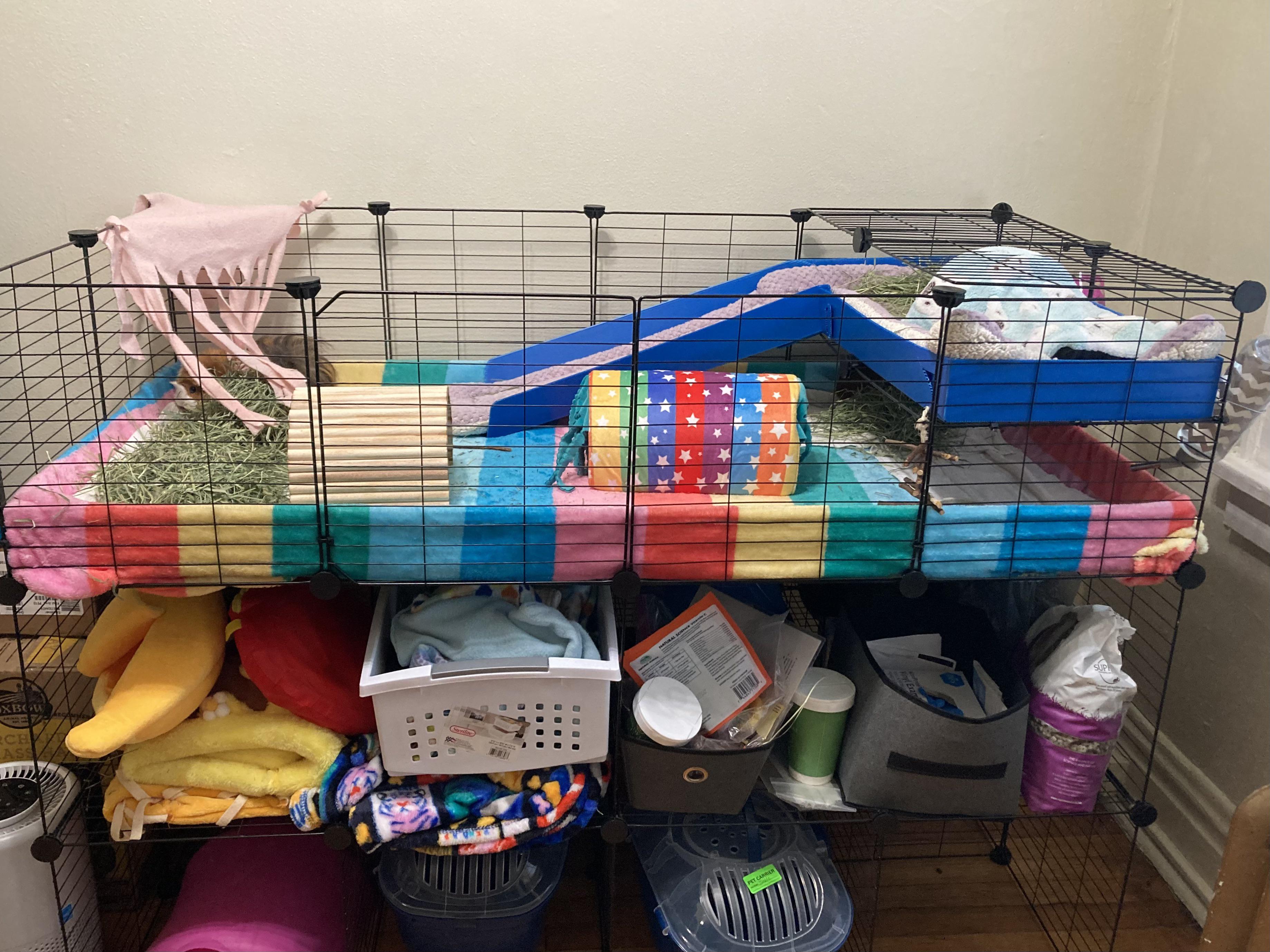 Been a while since i posted! thoughts on their cage layout? | Scrolller