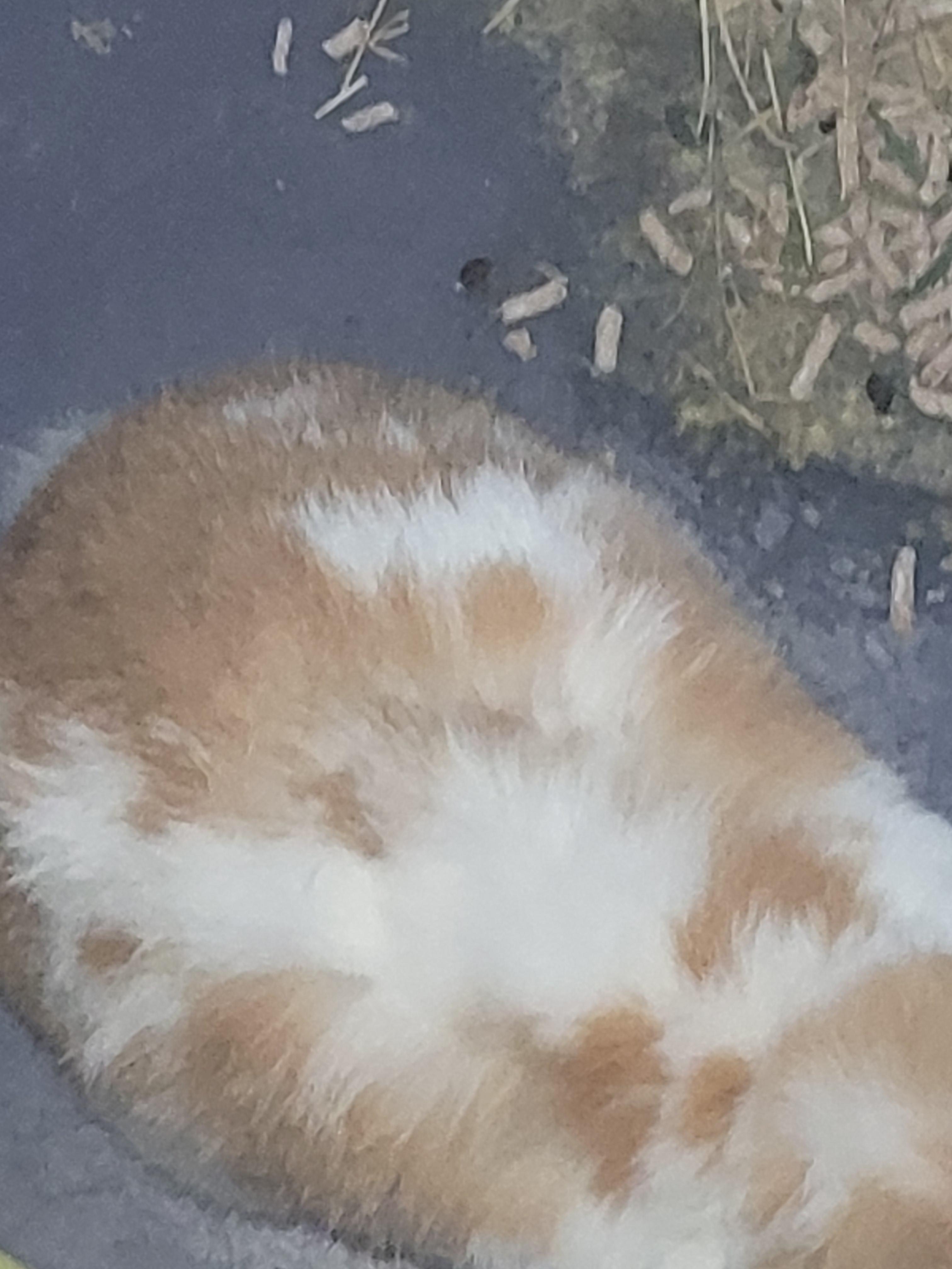 Should I take it to the vet or be worried?