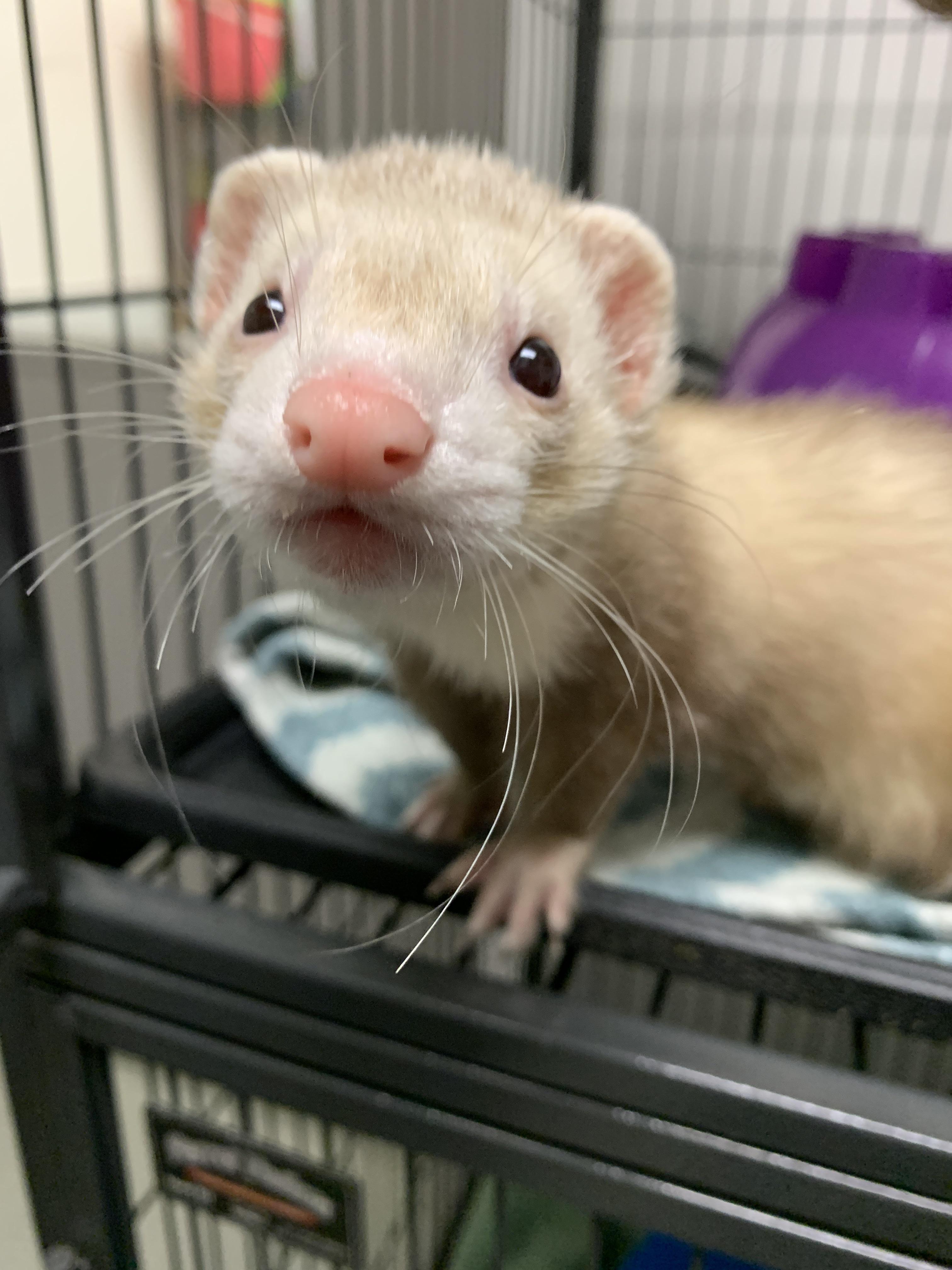 A close-up of a cute, fluffy light-colored ferret looking at the camera inside its cage.