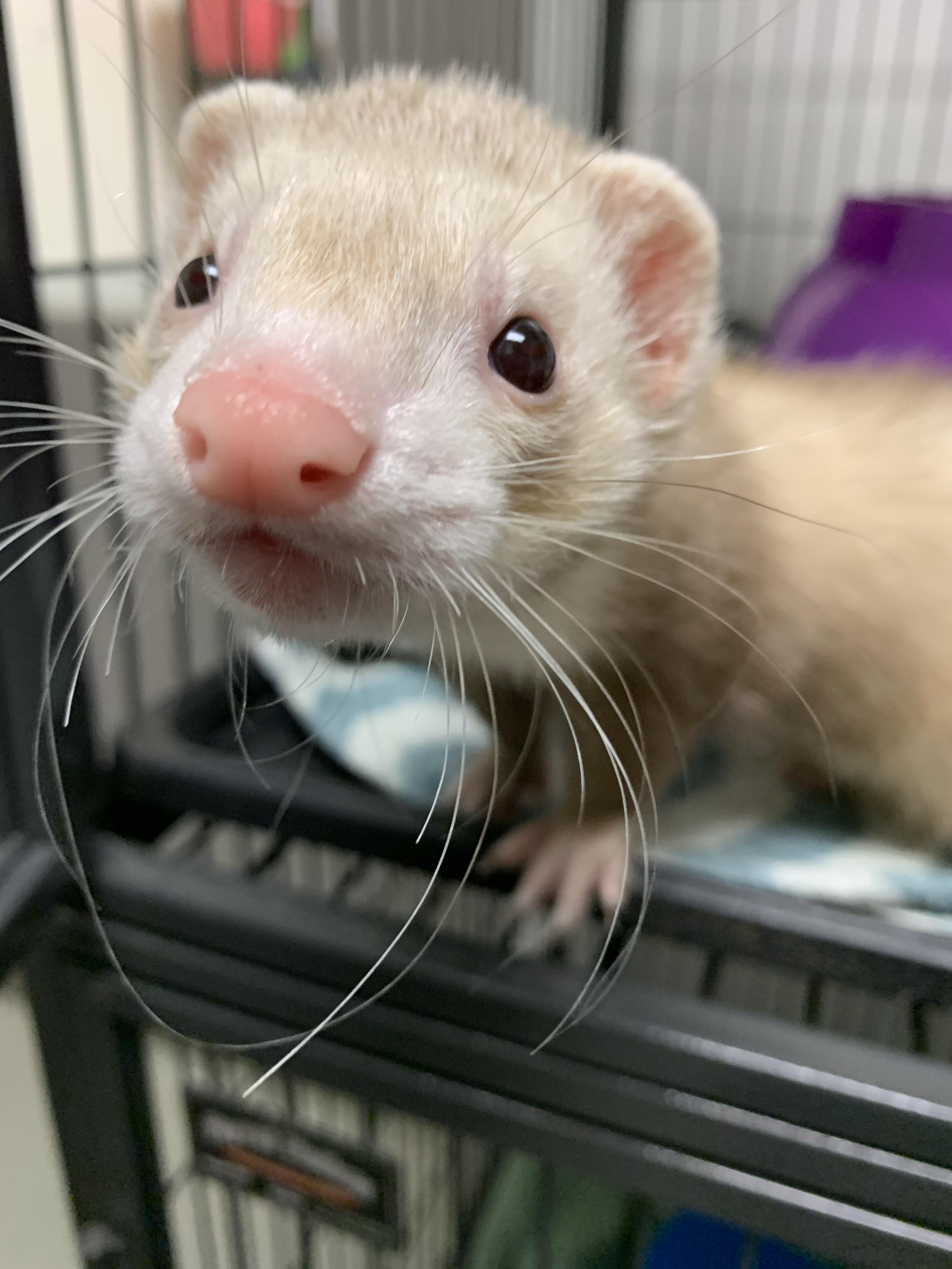 ferret at work :)