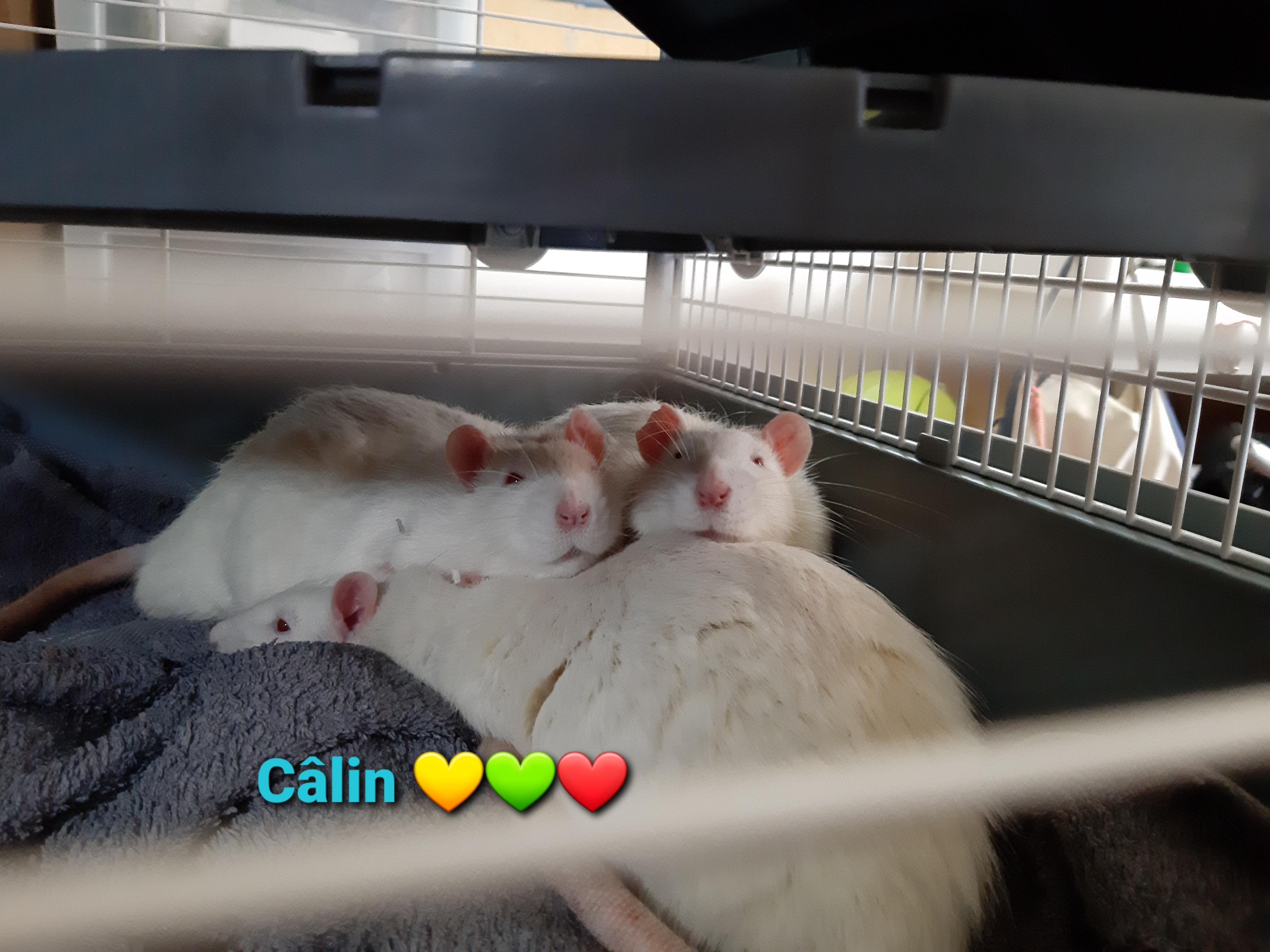 Do/did anyone have/had lab rats ? Show me | Scrolller