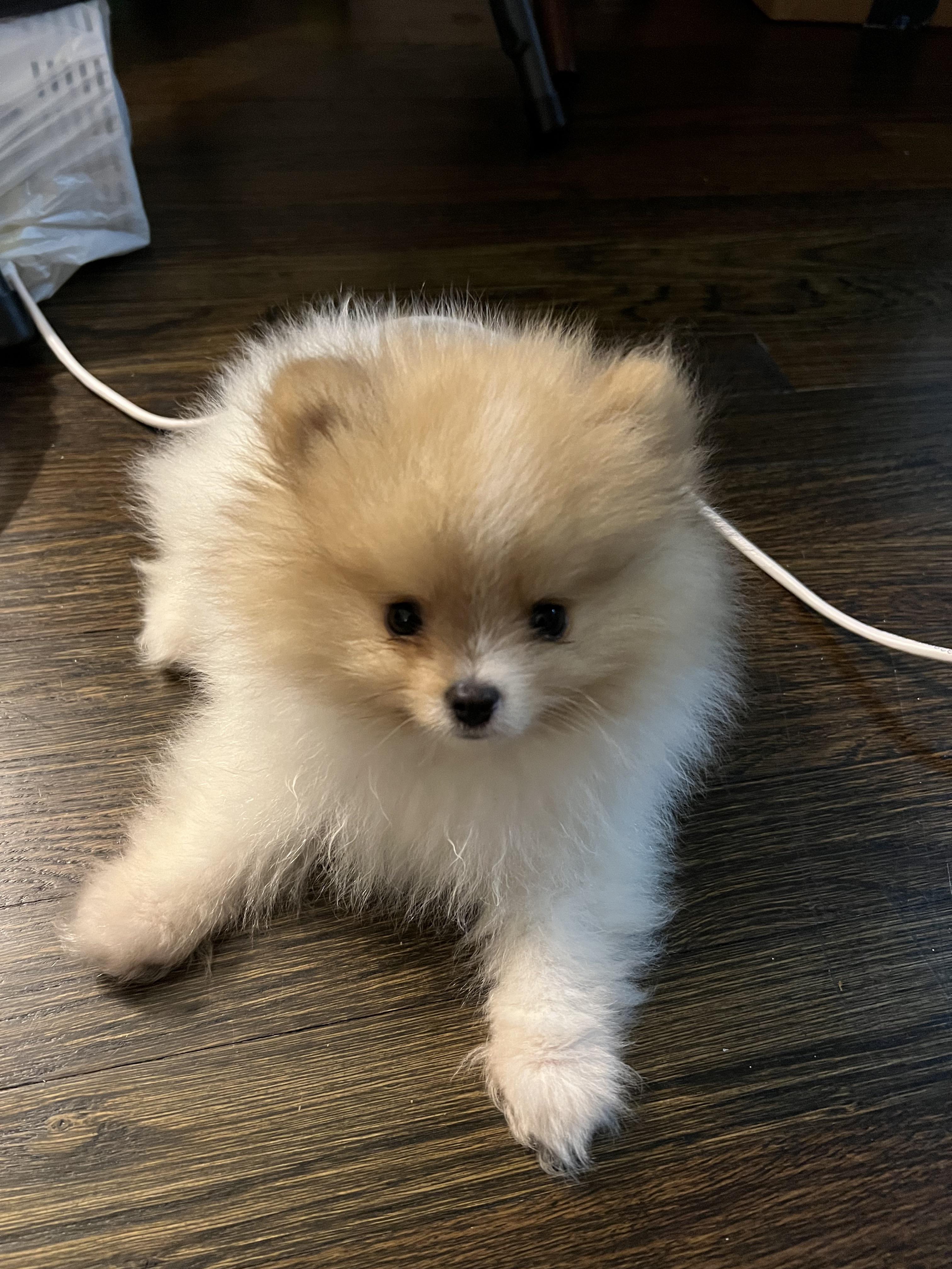 Does anyone know what color my 10 week old Pomeranian puppy will grow ...