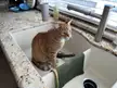 Waiting for his servant to turn on the fresh water faucet