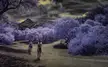 Walk through the purple plumerias