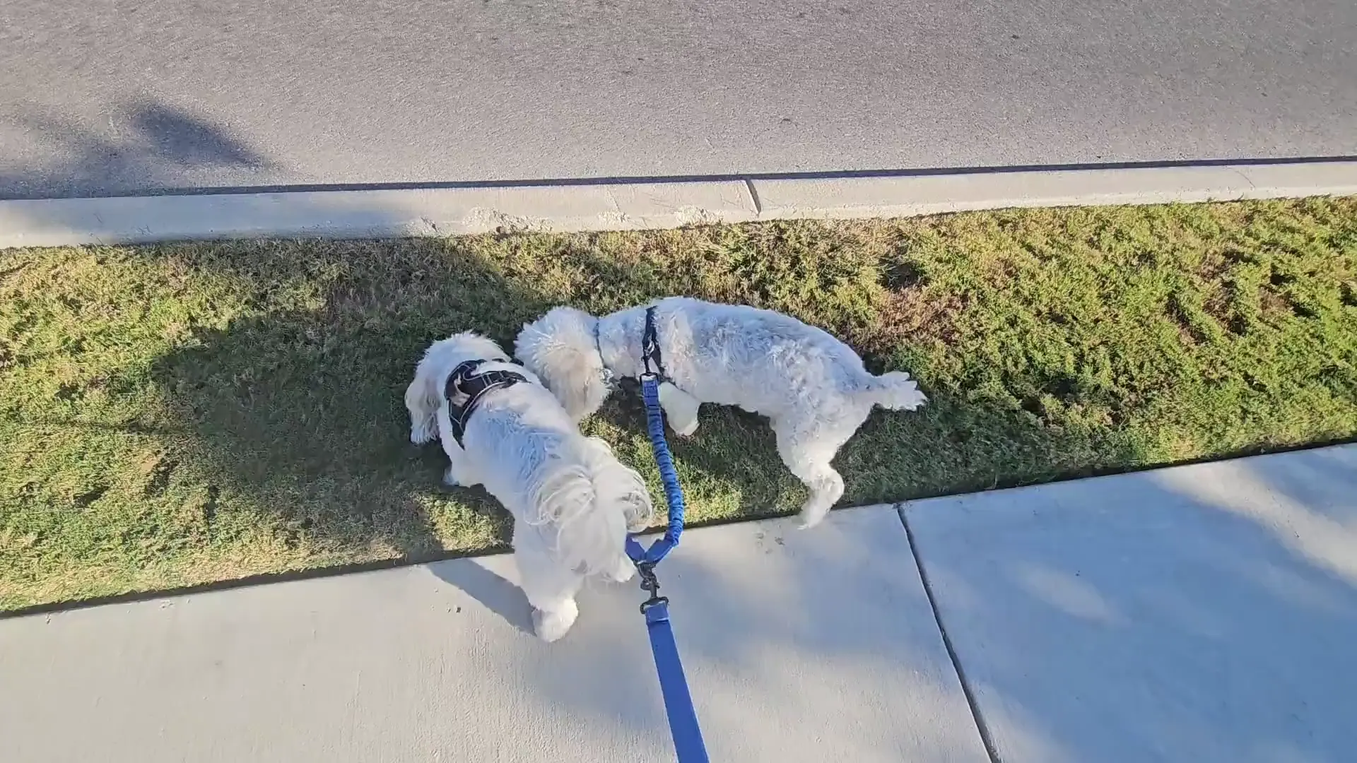 Walkie time! 