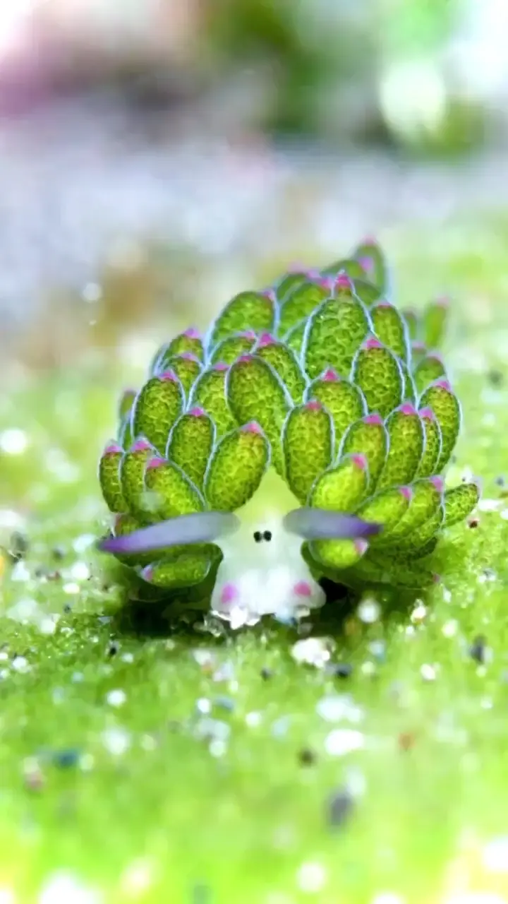 Wandering Leaf Sheep 