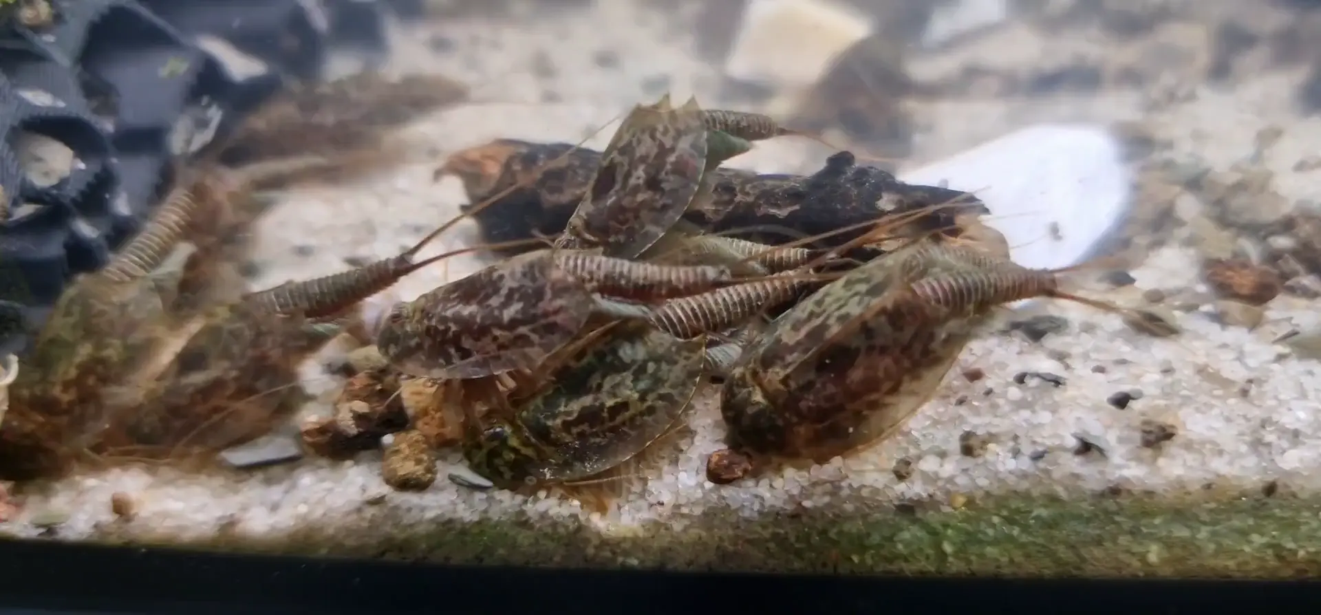 Wanted a Shrimp Tank. Forgot the Sand i had since 3 years ago had Triops eggs. oops.