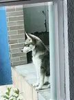Was it a wolf you wanted?