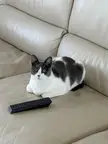 Watching her favorite show📺