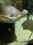 We all know there a fish with legs, well what about a turtle with legs  
