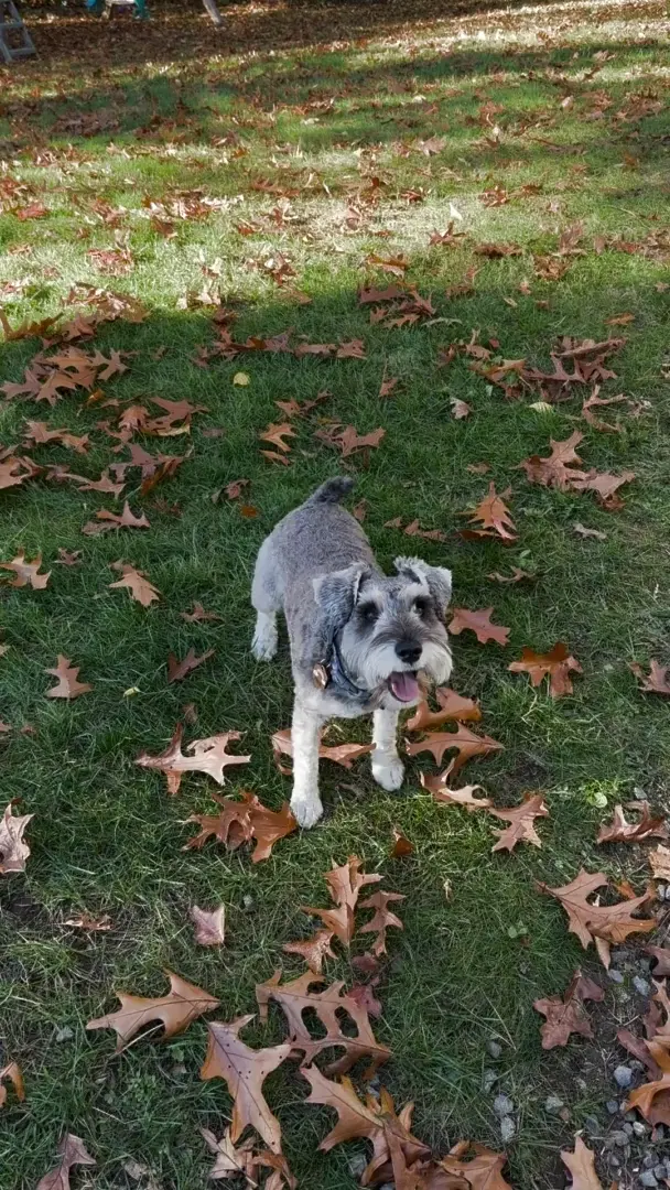 We do the backwards tippy taps before momma throws the ball!