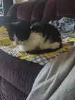 We Got A New Tux In Town
