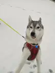 We got snow over night! Teemo is very happy
