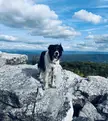 We had the best day. “The journey of life is best traveled with a dog.”