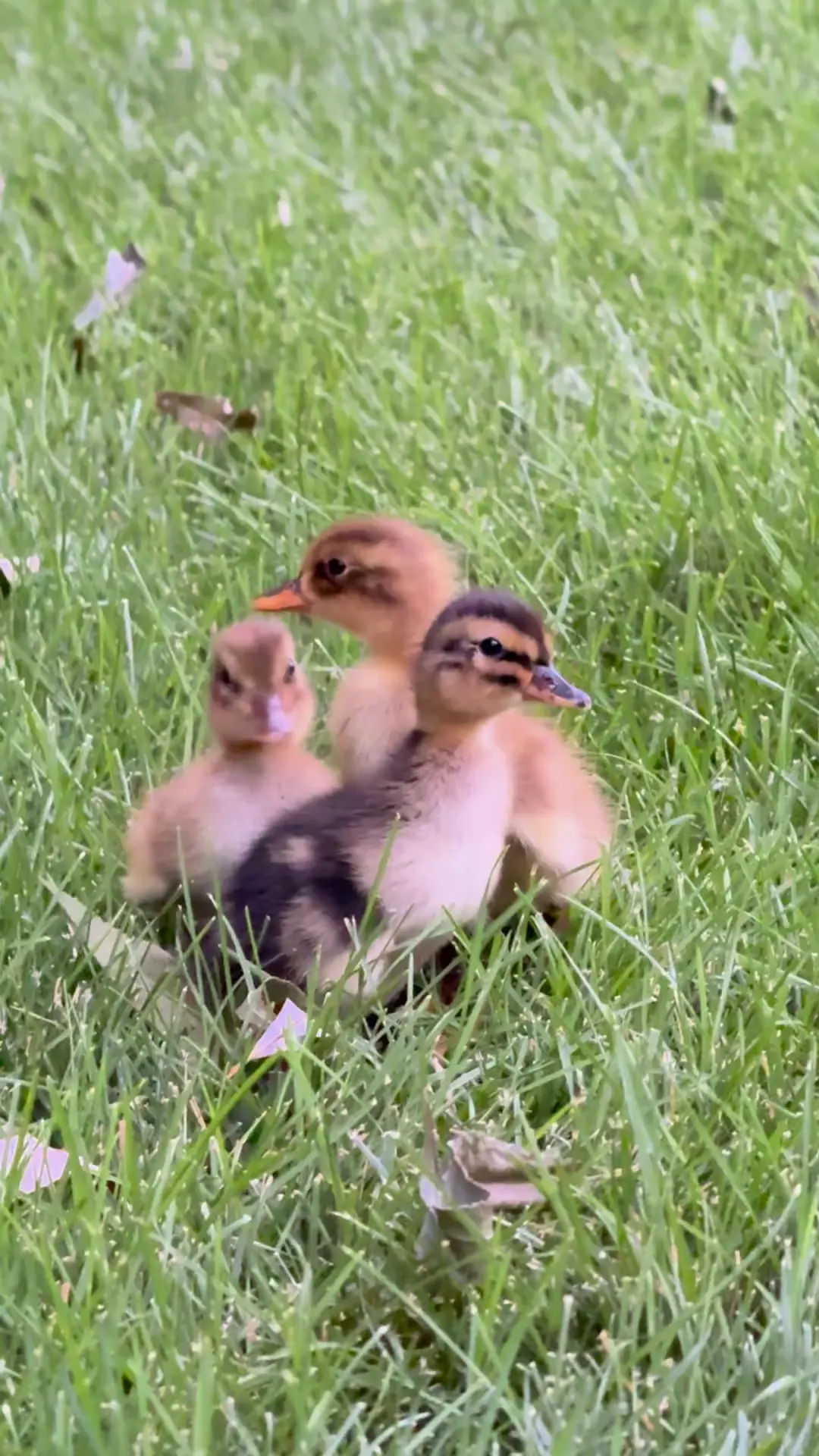 We Live on the Creek and these Ducklings got separated from their Mom! We’ve raised them to maturity 🦆 