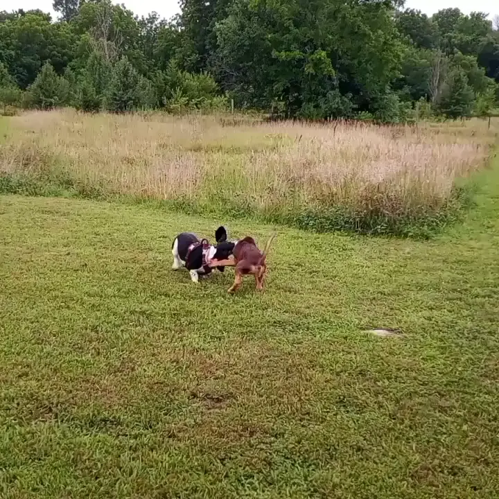 We took Daisy Mae to a doggie ice cream social 