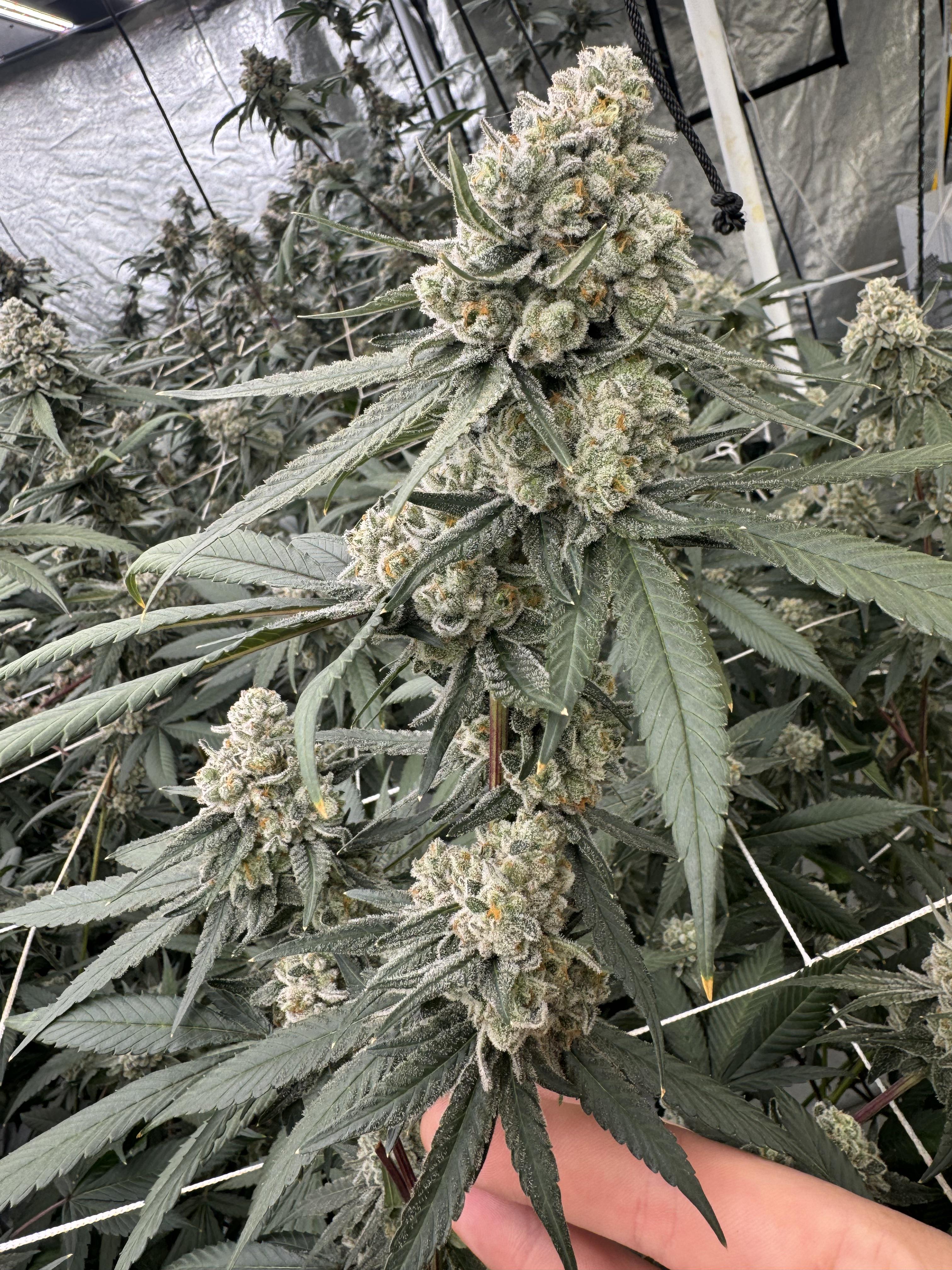 Wedding cake 🍰 x kush mints | Scrolller