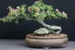 Weeping Barbados Cherry: Advice on best ways to train for this shape?