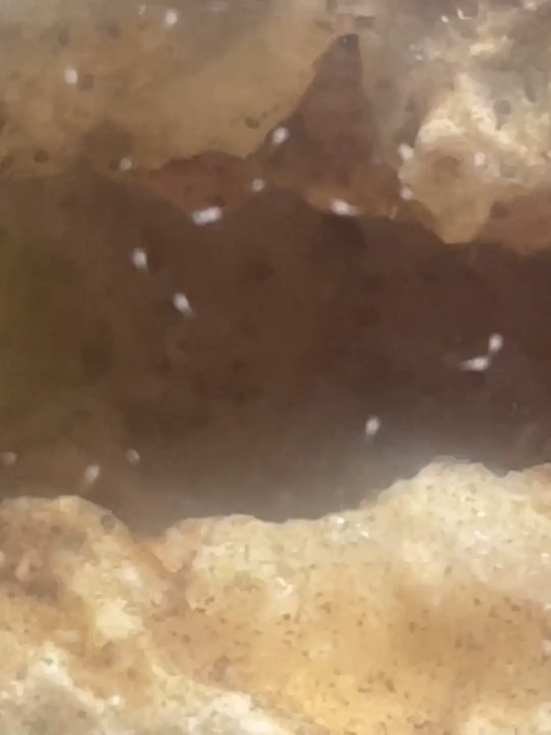 Weird Bugs/Fish in Axie Tank