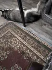 Weird place to sleep 