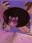 Welcome to the Portable Poop Palace