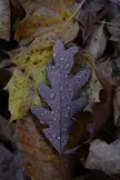 Wet Wednesday in southern Michigan 