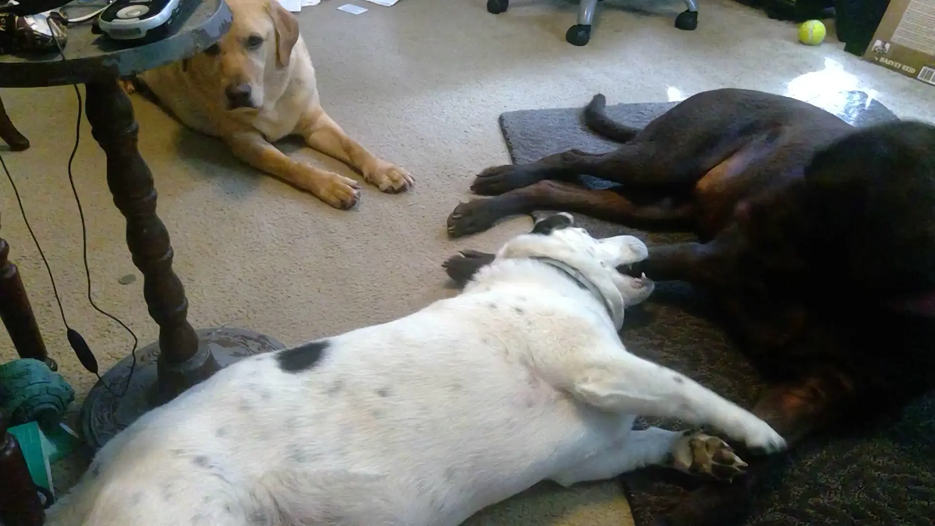 We'ze frends now.