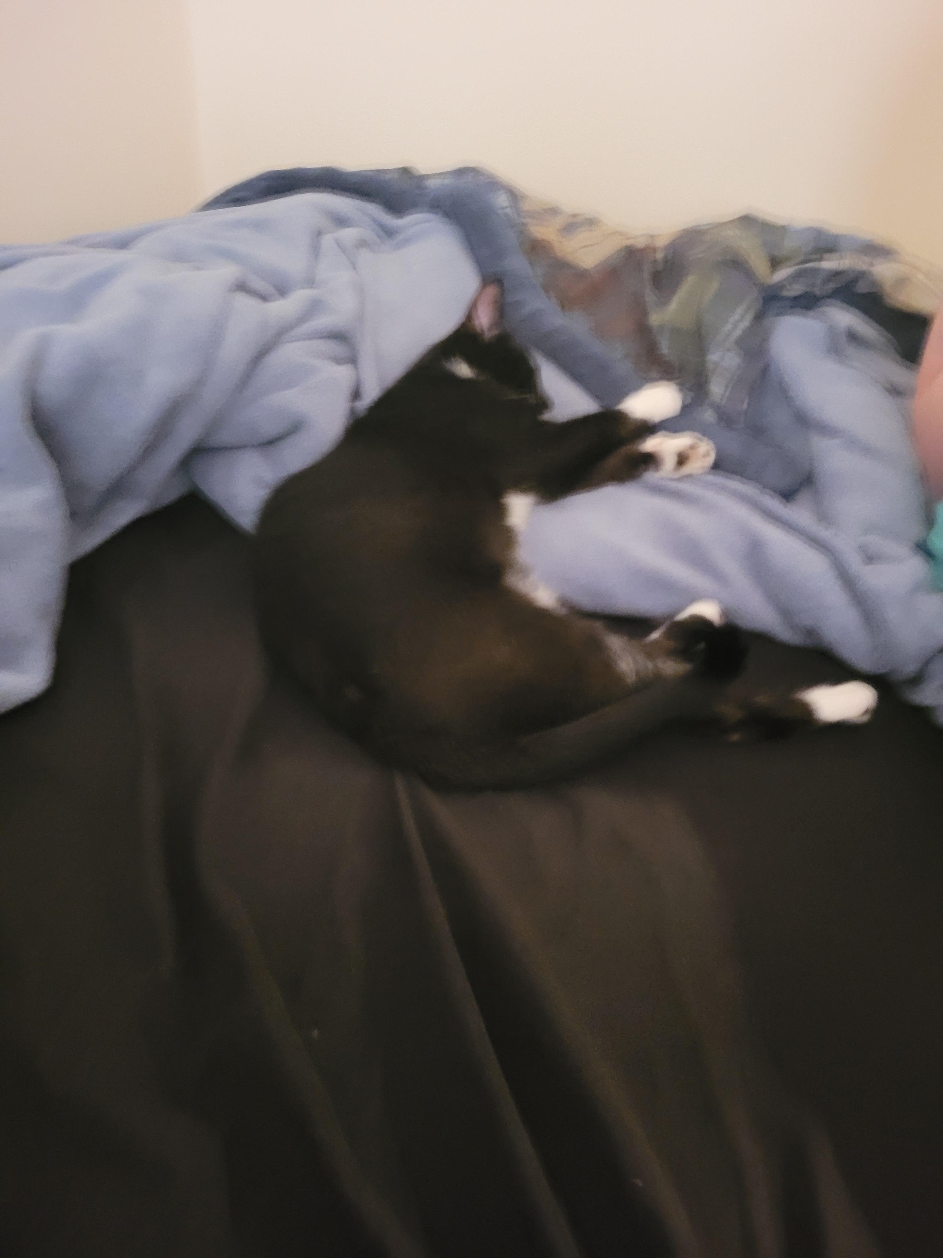 A cute black and white kitten named Matilda sleeping on a dark bedsheet next to a blue blanket.