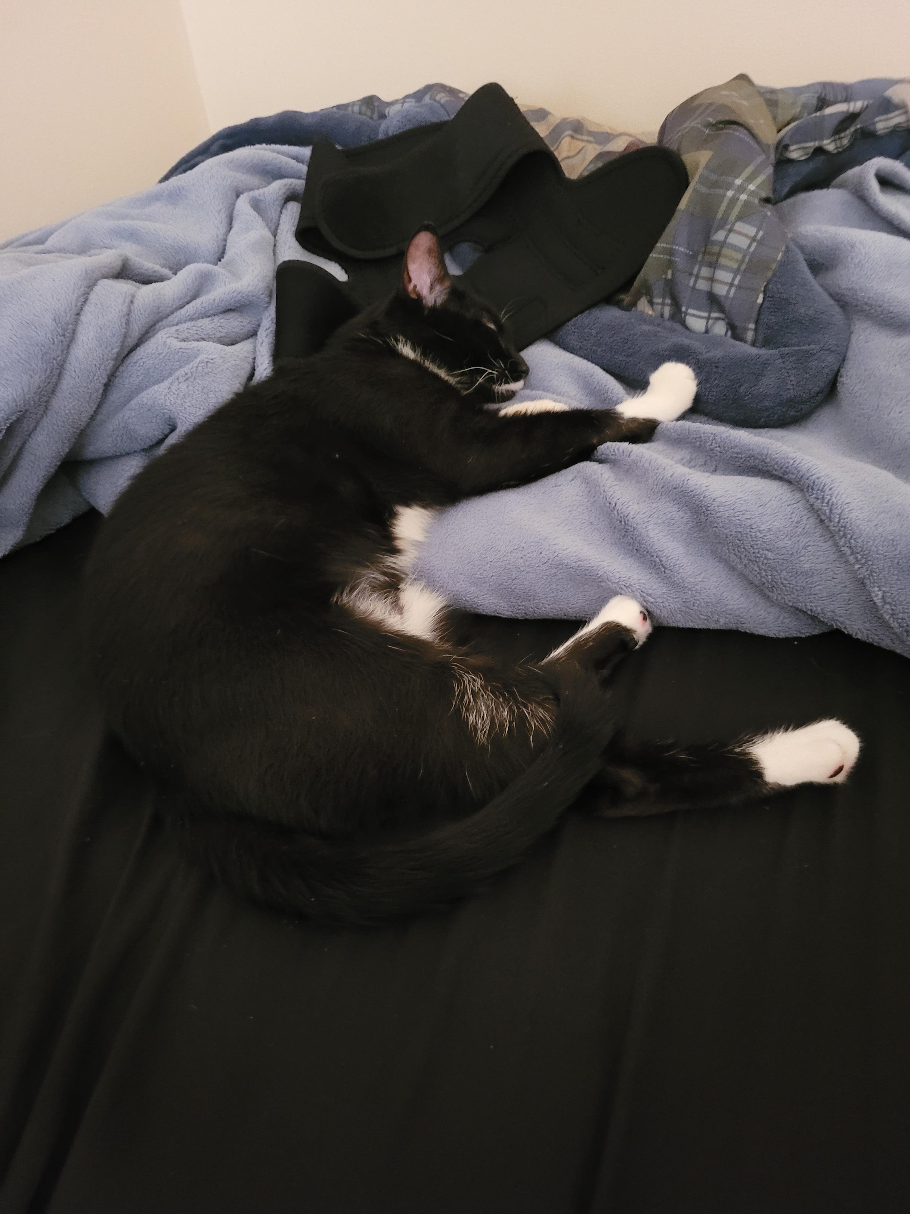 A cute black and white kitten named Matilda sleeping on a dark bedsheet next to a blue blanket.