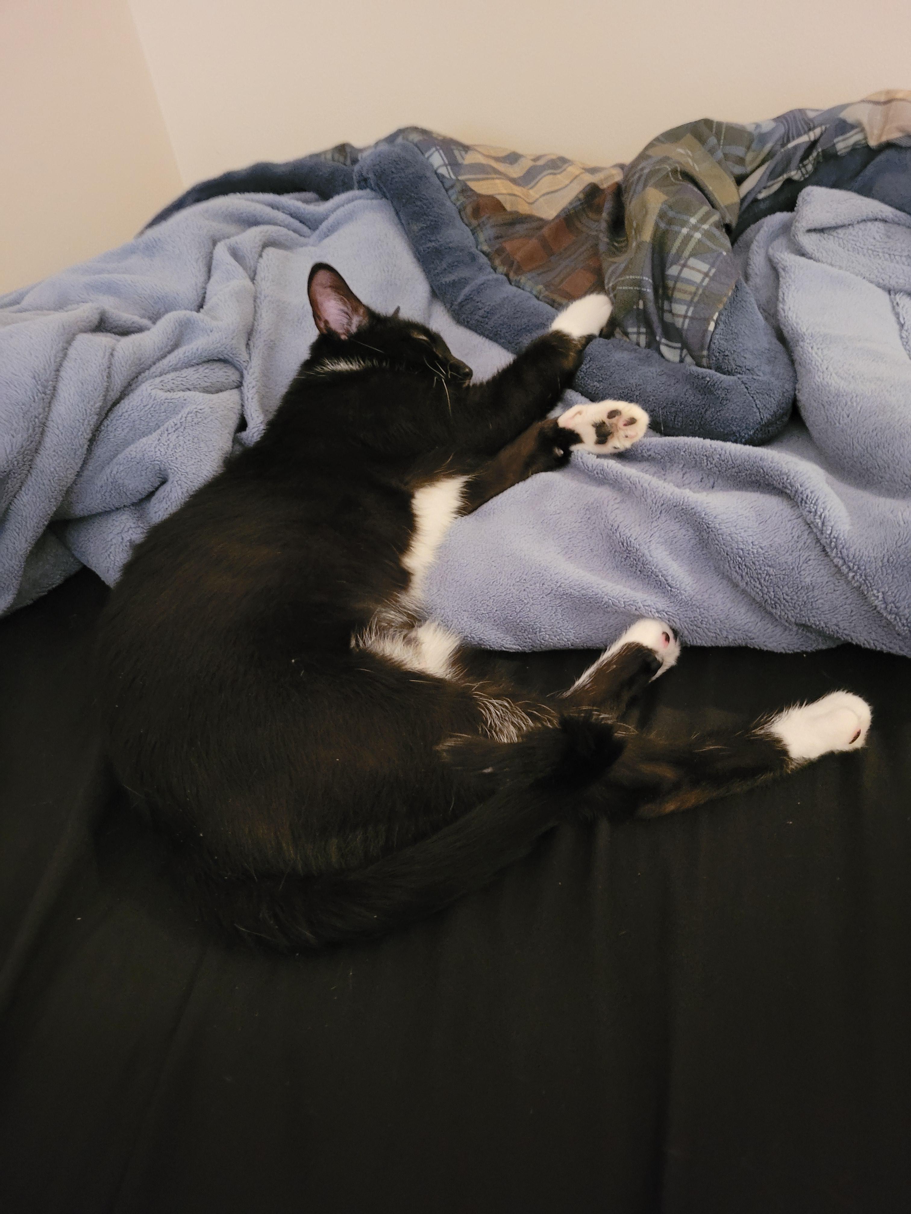 A cute black and white kitten named Matilda sleeping on a dark bedsheet next to a blue blanket.