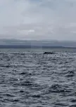 Whale identification