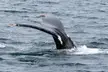 Whale Watching in Cape Cod
