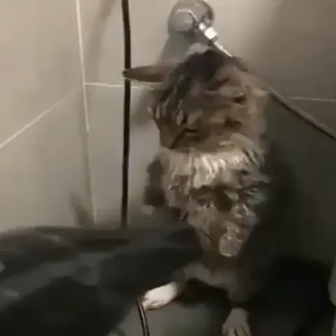 What an obedient kitty