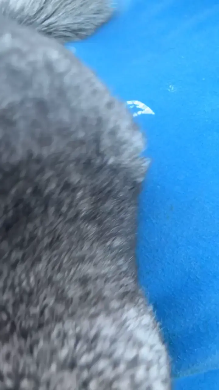 what are these noises