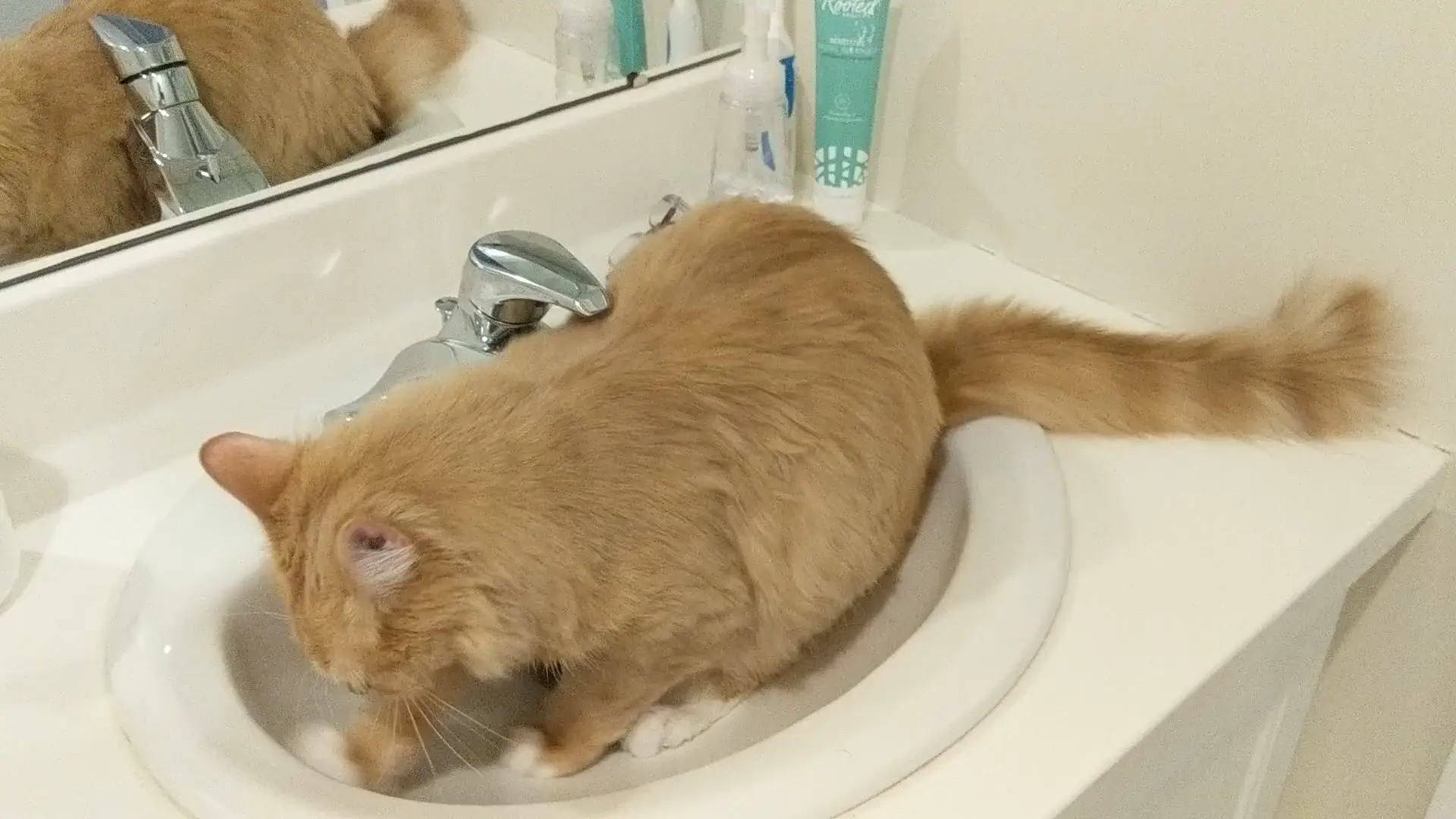 What do you mean you need the sink? Can't you see I'm busy?