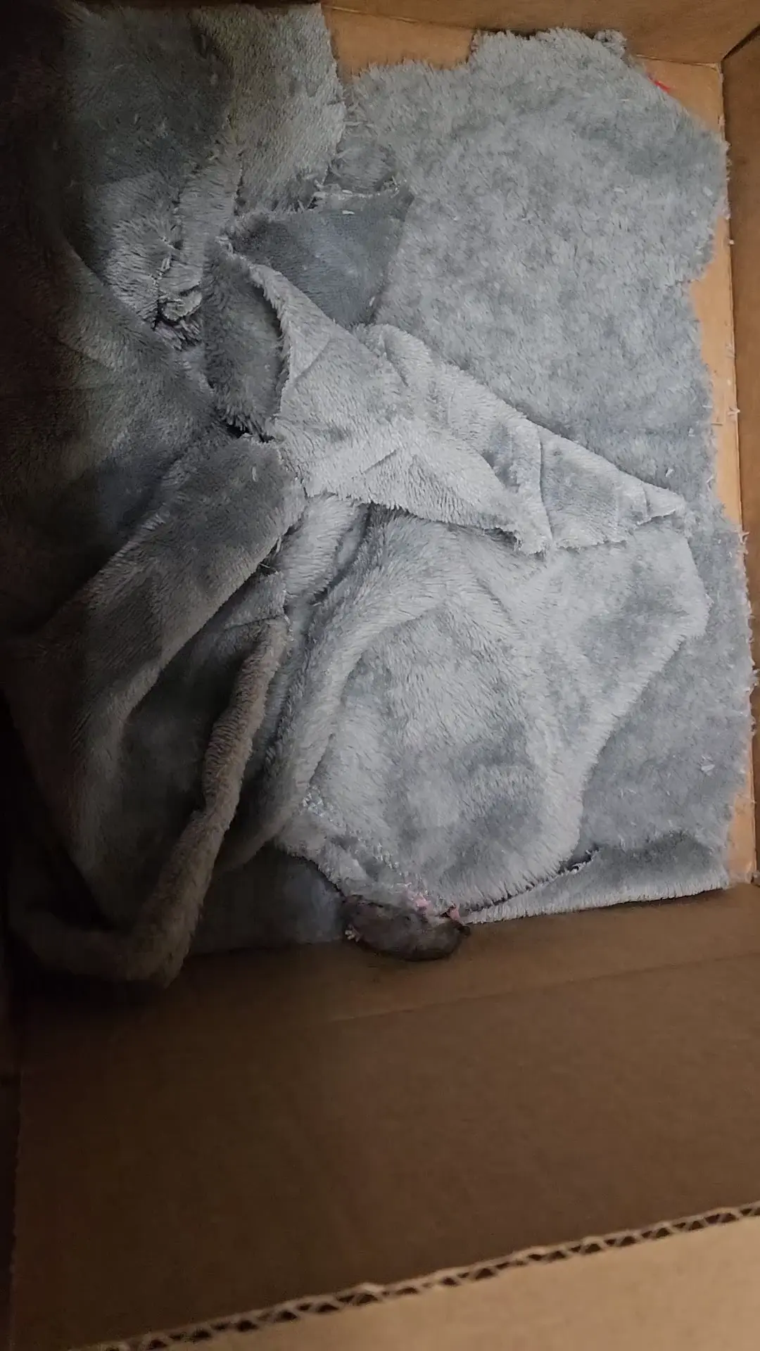 What does this behavior mean?