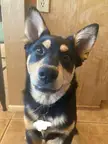 What dog is this