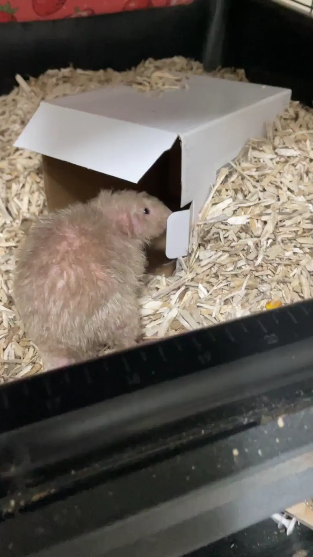 What kind of rat is my newest dumpster boy?