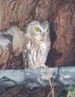 What species of owl is this?