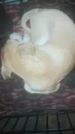 What type and color is he
