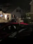 What type of owl is this? 