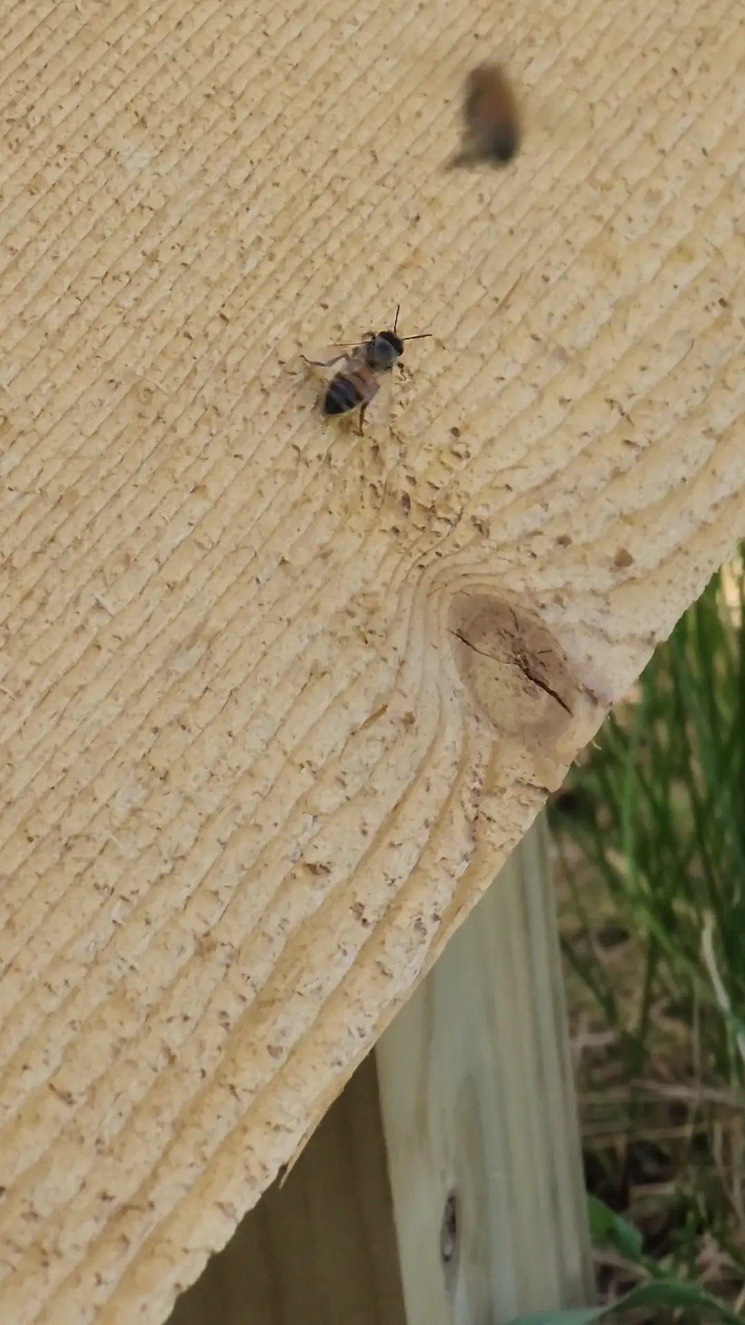 What's up with this bee?