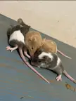 When can my 3 week old mice meet the rest of my mice?