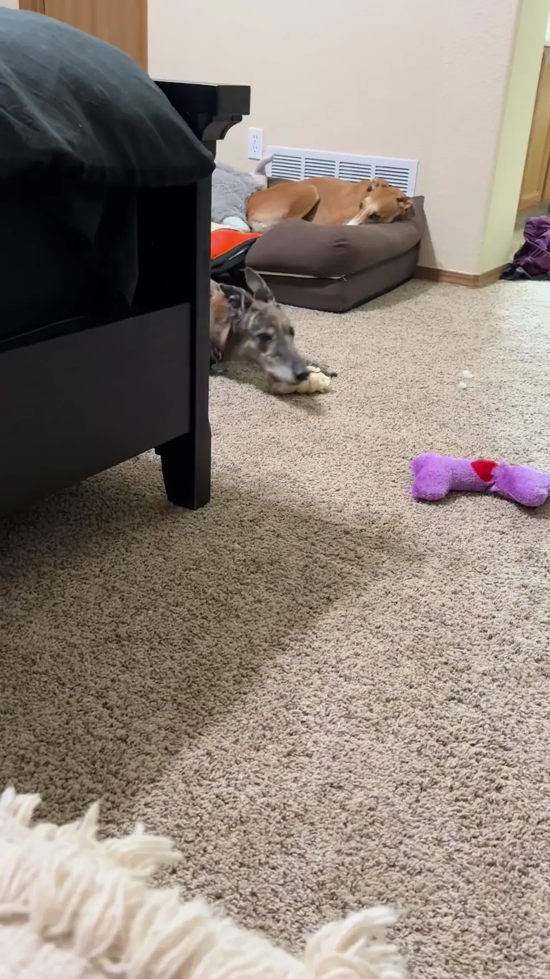 When it’s 20mins before dinner and you’re the most impatient dog everrrr.