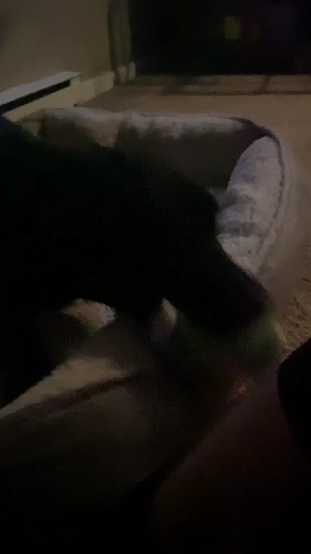 WhatsWrongWithYourDog