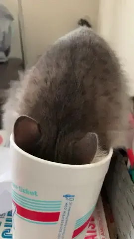 When you’re busy stealing a drink. | Scrolller