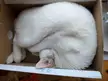 White fluffy got into a mini box
