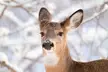 White-tailed Deer in snow | Dec 2024