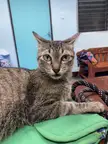 Who gave you the permission to sneeze on me hooman??